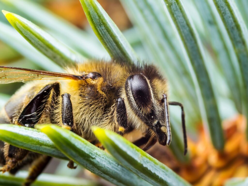 miele di melata - ADI Apicoltura