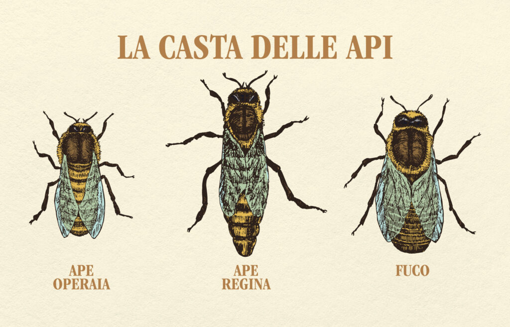 Adi Api Le api. Cosa sono, come vivono e cosa fanno | ADI Apicoltura