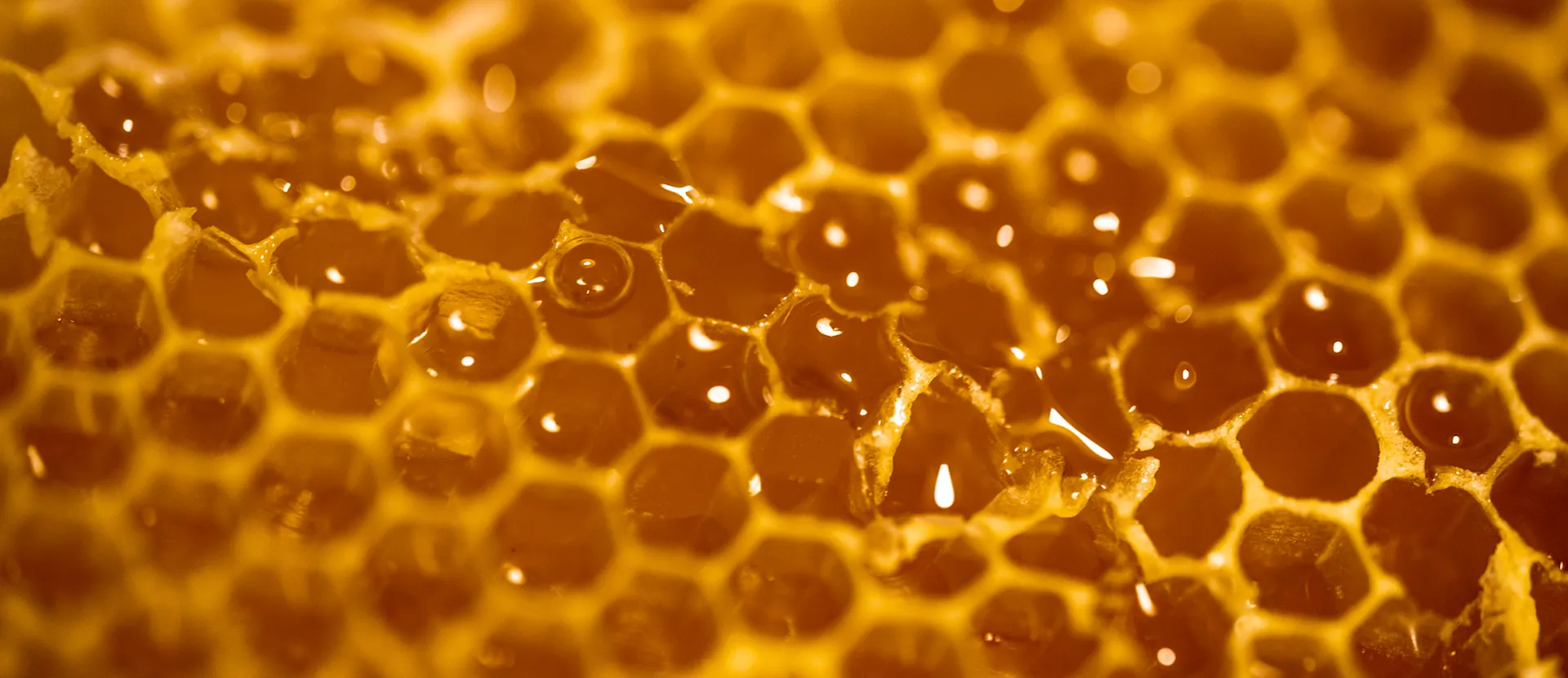 Pappa reale pura - ADI Apicoltura