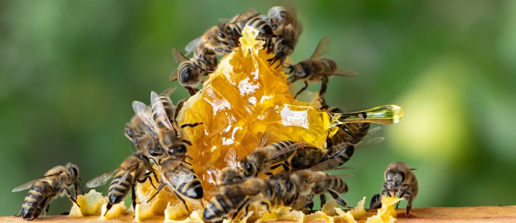 Api italiane - ADI Apicoltura