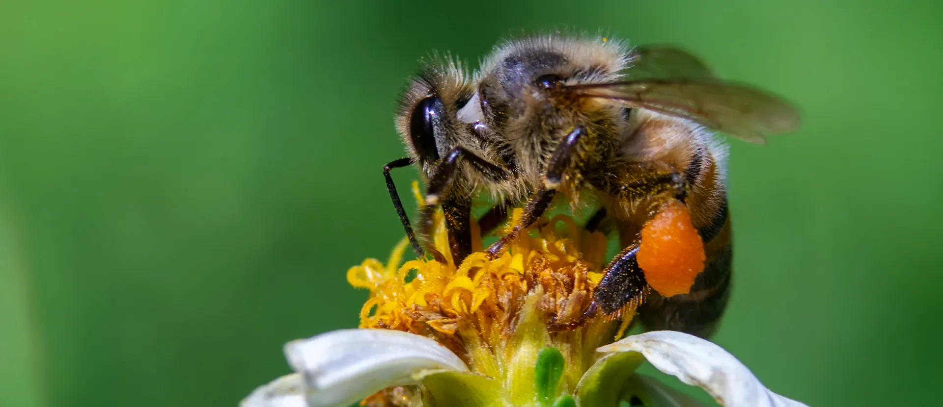 Miele italiano - ADI Apicoltura