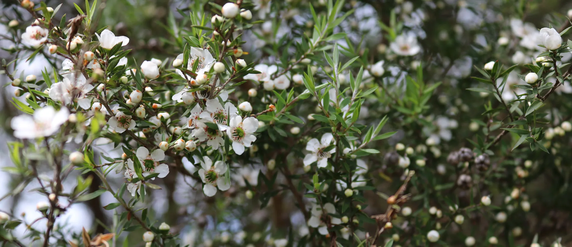 pianta miele di manuka - adi apicoltura