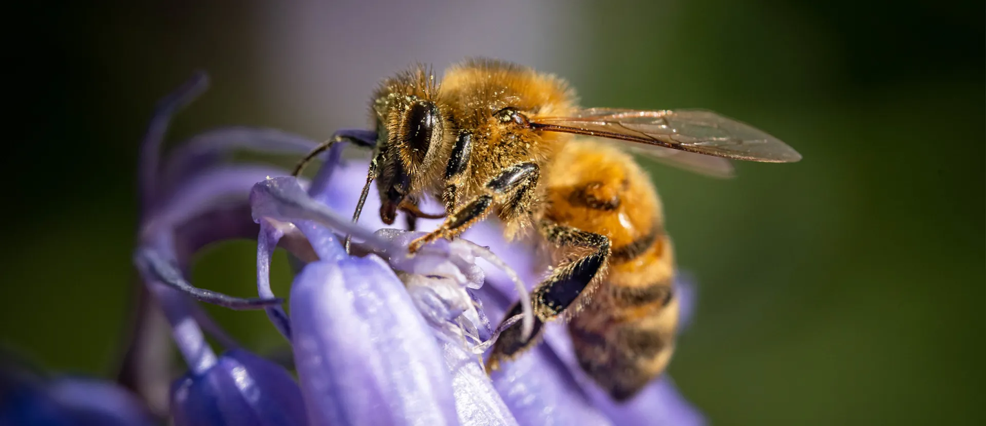 caratteristiche delle api - adi apicoltura
