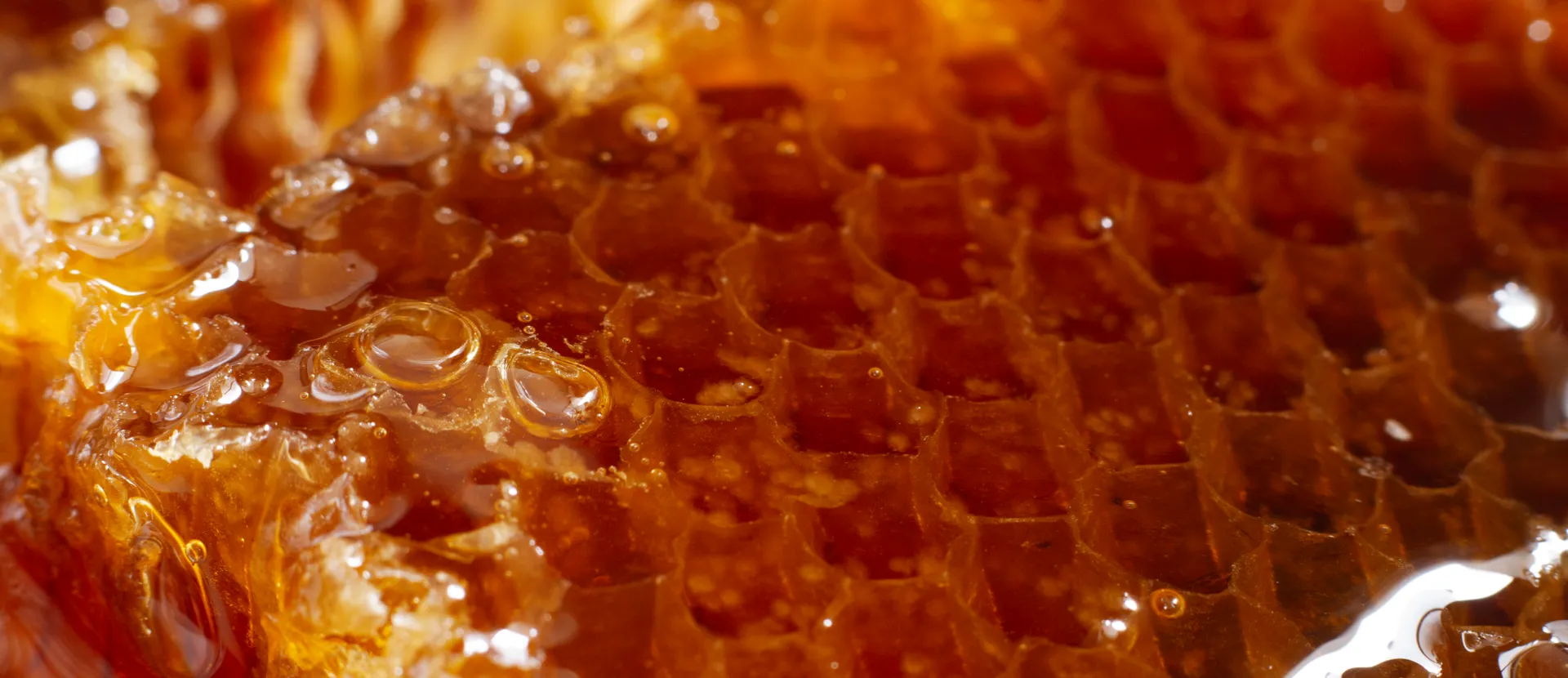 miele - adi apicoltura