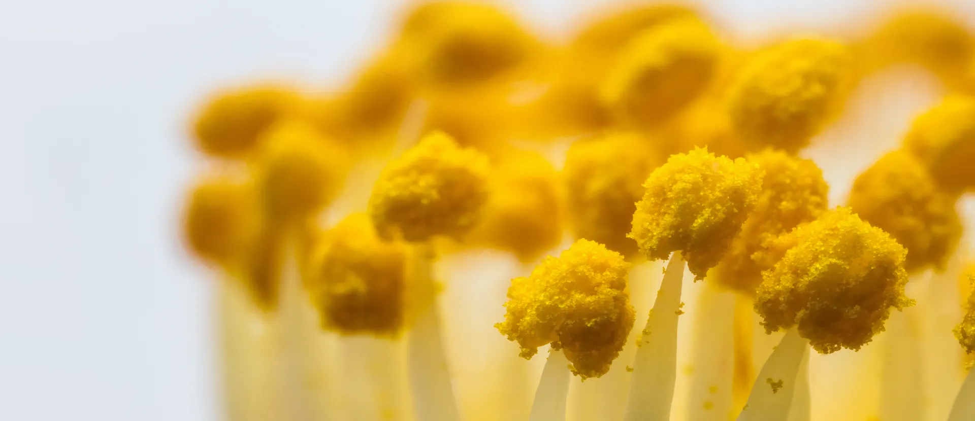 Come fanno le api a trovare i fiori_ - ADI Apicoltura